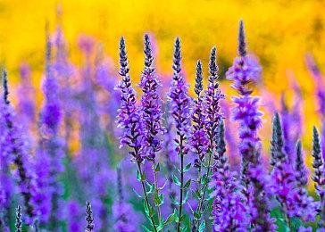 前《我的世界》Mojang开发者成立新工作室Roro